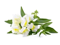 Click & Grow Smart Refill White Snapdragon 3pcs | SGR78X3 kaina