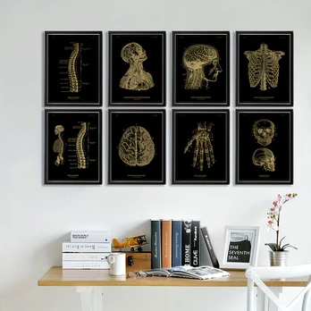Anatomijos plakatas, 8 vnt, 7,87 x 11,8 colio / 20 x 30 cm – be rėmelių