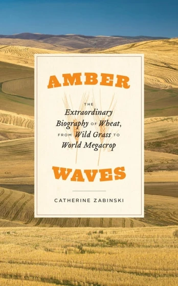 Amber Waves