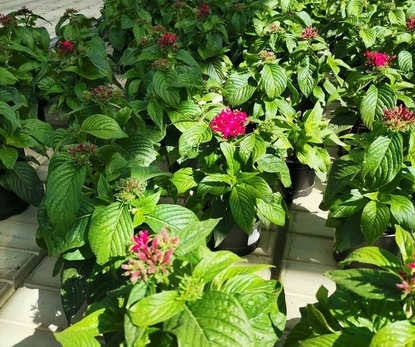 Vienmetė gėlė, pentas, vazonėlio skersmuo 11 cm.