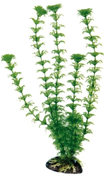 AMTRA CABOMBA augalas labai didelis 33cm 1vnt