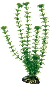 AMTRA CABOMBA augalas labai didelis 33cm 1vnt kaina