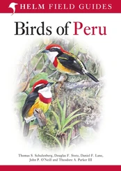 Field Guide to Birds of Peru kaina