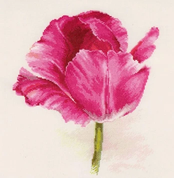 Beldizart Tulpės. Crimson Glow S2-43