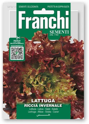 Salotos sėjamosios FRISÉE D'AMÉRIQUE