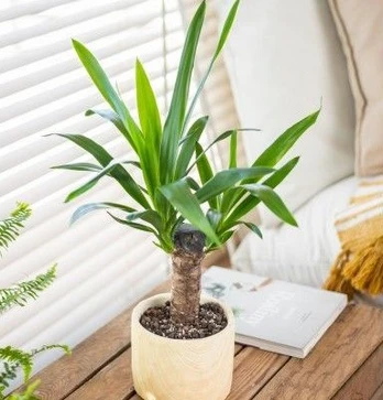 Yucca elephantipes