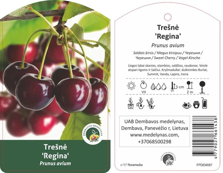 Vaismedis, trešnė "Regina"
