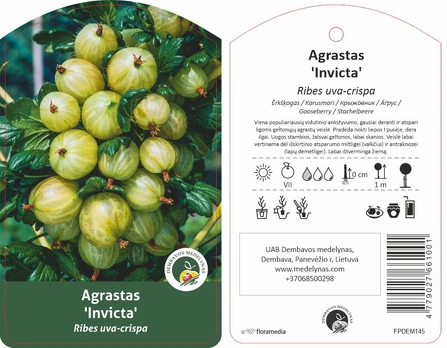 Vaiskrūmis agrastas INVICTA, lot. RIBES UVA-CRISPA