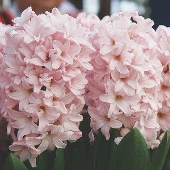 Hiacintas 'Pink Elephant’, 9 vnt.