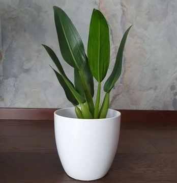 Philodendron martianum Fatboy