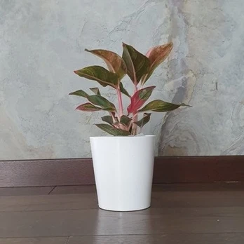 Aglaonema Siam Aurora
