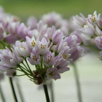 Smulkiažiedis česnakas "Roseum" - 50 vnt.
