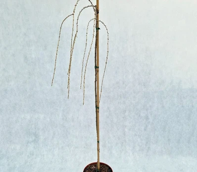 Spygliuotis, maumedis europinis "Pendula", vazonas 5 l.