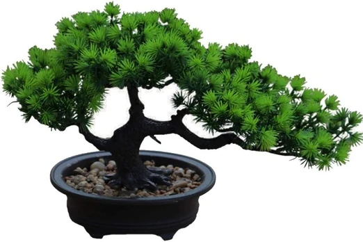 Dirbtinė pušis bonsai