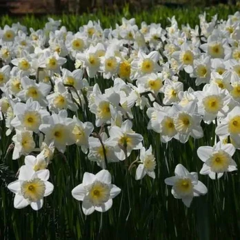Narcizai "Ice Follies" - 5 vnt.