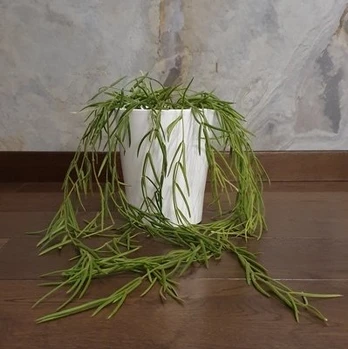 Hoya linearis