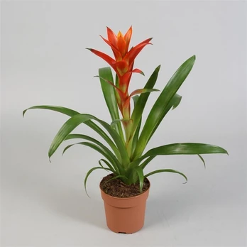Vazoninis augalas guzmanija, Ø 12, 45 cm, lot. GUZMANIA