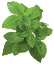 Click & Grow Smart Garden refill Dwarf Basil 3pcs | SGR21X3 kaina