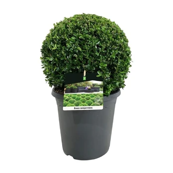 Lauko augalas buksmedis, Ø 26, 50 - 55 cm, BUXUS SEMPERVIRENS