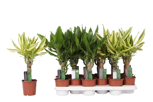 Vazoninis augalas dracena, Ø 11, 40 cm, lot. DRACAENA Fragrans mix