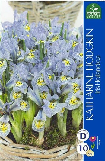 Vilkdalgių svogūnėliai, lot. IRIS KATHARINE HODGKIN, 5 vnt