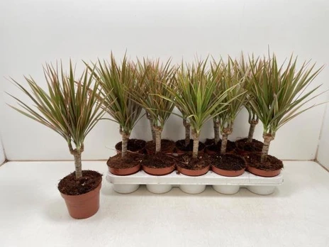 Kambarinis augalas, dracena "Bicolor", vazonėlio skersmuo 12 cm.