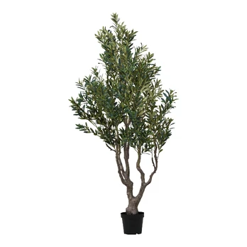 Olive Tree