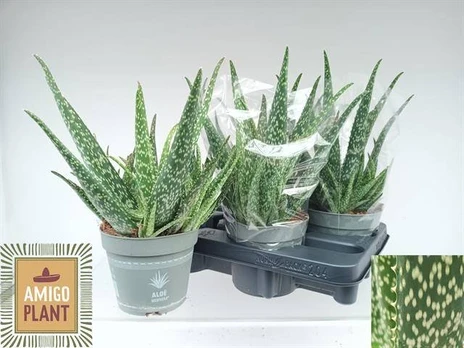 Kambarinis augalas, alavijas, vazonėlio skersmuo 14 cm.
