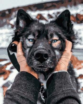 Tapyba pagal skaičius Siberian Husky, 40x50 cm