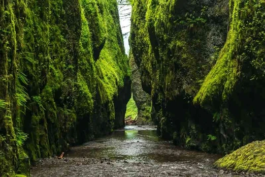 Plakatas Gamta 1516; Dydis A2, A1, A0 formato