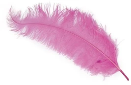 Fiesta Rožinė strudsefjer 45 - 60 cm, 12 stk
