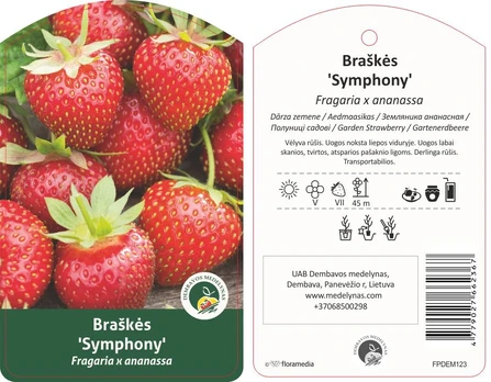 Braškės sodinukas "Symphony", 10 vnt.