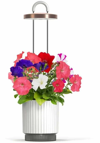 Click And Grow Click & Grow x HydroVase - Baltas