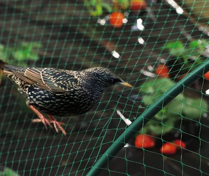 Tinklas nuo Paukščių 4x5m