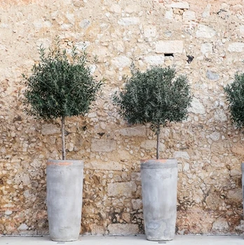 Olea europaea