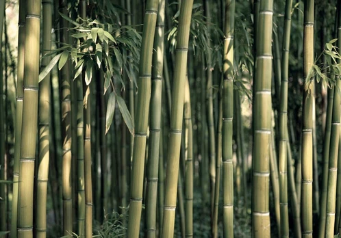 Fototapetas Artgeist Bamboo Exotic, 150 cm x 105 cm