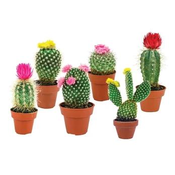 Kaktusas, vazono skersmuo 7,5 cm