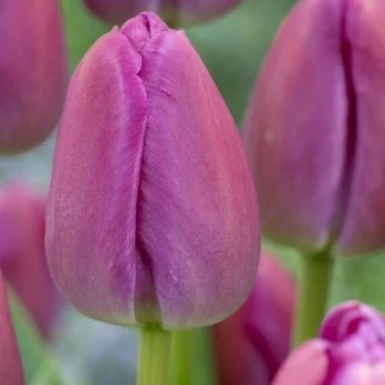 Tulpė ‘Violetinė Pride’, 5 vnt.