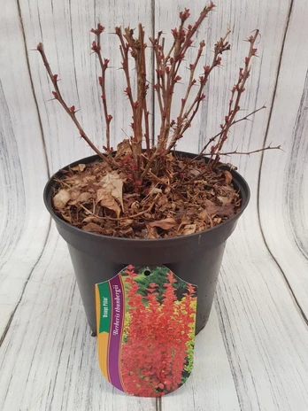 Dekoratyvinis krūmas, raugerškis tunbergo "Orange Pillar", vazonas 2 l.