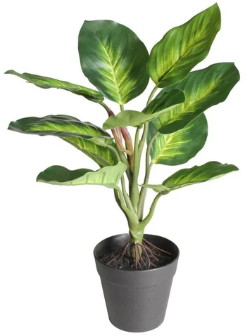 Dirbtinis augalas vazone Splendid Dieffenbachia, žalia, 350 mm
