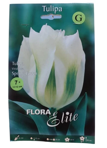 Tulpės Spring Green Flora Elite