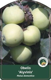 Vaismedis, obelis "Alyvinis"