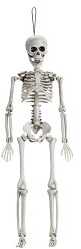 Kabantis skeletas 10*42cm