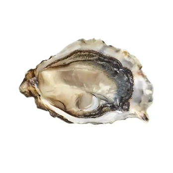 Austrė PREMIER SEAFARMERS FINES, Nr. 4