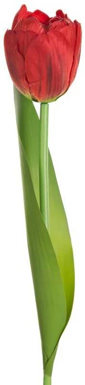 Eurofirany KW/NATU/475/CZER CZER