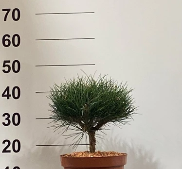 Spygliuotis, pušis "Bayo", vazonėlio skersmuo 23 cm.