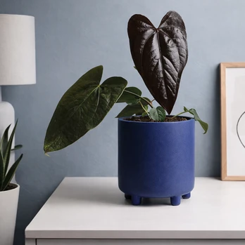 Anthurium Queen of Hearts