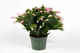 Vazoninis augalas plokštenis, Ø 10,5, 25 cm, lot. SCHLUMBERGERA