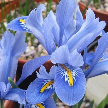 Tinklinis vilkdalgis 'Alida’, 15 vnt.