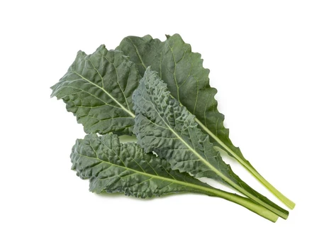 Click & Grow Smart Refill Italian Kale 3pcs | SGR86X3